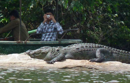 crocodile spotting in goa,cruises in goa