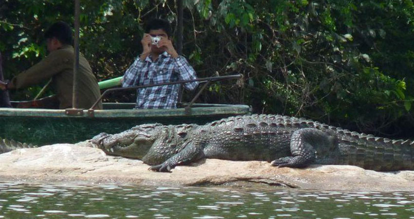 crocodile spotting in goa