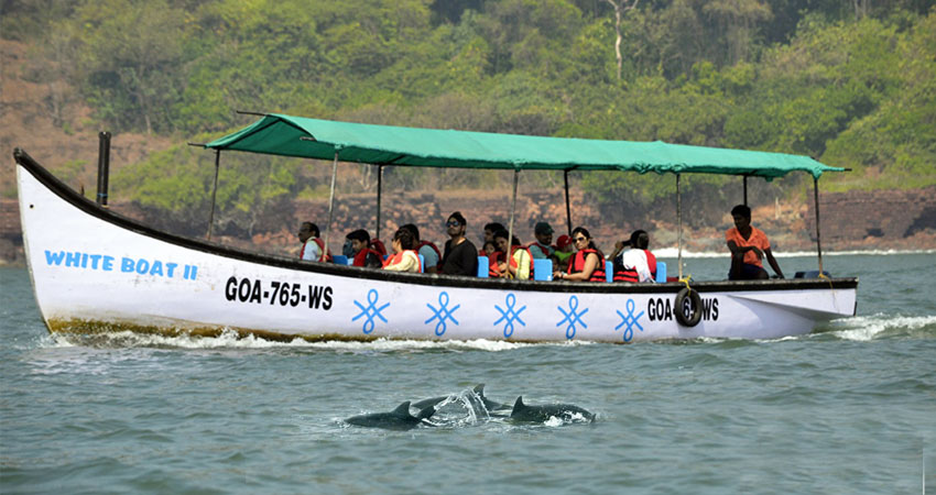 dolphin trip in goa, cruises in goa